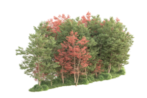 tropisch Wald isoliert auf transparent Hintergrund. 3d Rendern - - Illustration png