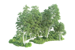 Tropical forest isolated on transparent background. 3d rendering - illustration png