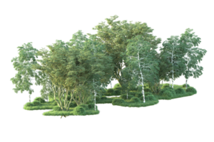 Tropical forest isolated on transparent background. 3d rendering - illustration png