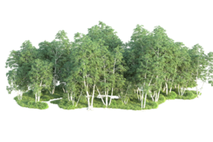 Tropical forest isolated on transparent background. 3d rendering - illustration png