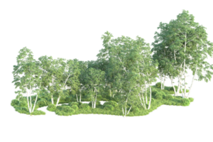 Tropical forest isolated on transparent background. 3d rendering - illustration png