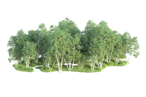 Tropical forest isolated on transparent background. 3d rendering - illustration png