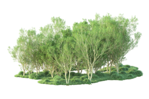 Tropical forest isolated on transparent background. 3d rendering - illustration png