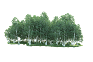 Tropical forest isolated on transparent background. 3d rendering - illustration png