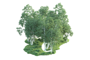 tropical forêt isolé sur transparent Contexte. 3d le rendu - illustration png