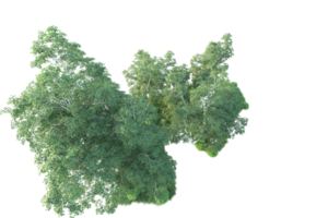 tropisch Wald isoliert auf transparent Hintergrund. 3d Rendern - - Illustration png