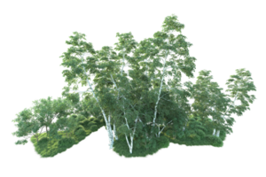 tropisk skog isolerat på transparent bakgrund. 3d tolkning - illustration png