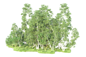 tropisch Wald isoliert auf transparent Hintergrund. 3d Rendern - - Illustration png