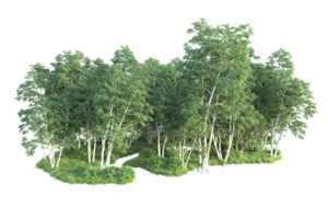 tropical forêt isolé sur transparent Contexte. 3d le rendu - illustration png