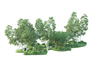 Tropical forest isolated on transparent background. 3d rendering - illustration png
