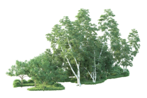 tropisch Wald isoliert auf transparent Hintergrund. 3d Rendern - - Illustration png