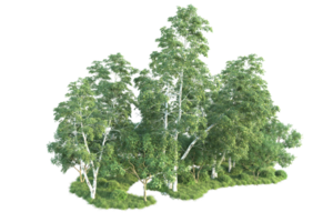 tropisch Wald isoliert auf transparent Hintergrund. 3d Rendern - - Illustration png