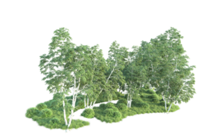 Tropical forest isolated on transparent background. 3d rendering - illustration png