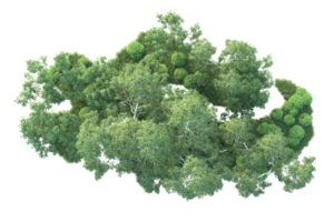 tropisch Wald isoliert auf transparent Hintergrund. 3d Rendern - - Illustration png