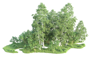 Tropical forest isolated on transparent background. 3d rendering - illustration png