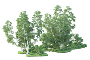 tropisch Wald isoliert auf transparent Hintergrund. 3d Rendern - - Illustration png