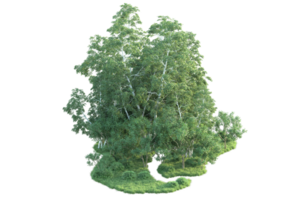 Tropical forest isolated on transparent background. 3d rendering - illustration png