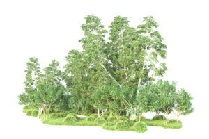 tropisch Wald isoliert auf transparent Hintergrund. 3d Rendern - - Illustration png