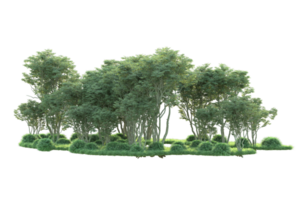 Tropical forest isolated on transparent background. 3d rendering - illustration png