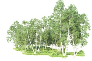 tropisch Wald isoliert auf transparent Hintergrund. 3d Rendern - - Illustration png