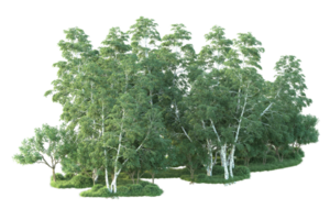 tropisch Wald isoliert auf transparent Hintergrund. 3d Rendern - - Illustration png