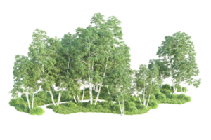 Tropical forest isolated on transparent background. 3d rendering - illustration png