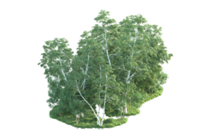 tropisk skog isolerat på transparent bakgrund. 3d tolkning - illustration png