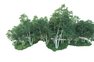 Tropical forest isolated on transparent background. 3d rendering - illustration png