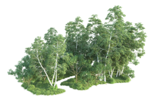 Tropical forest isolated on transparent background. 3d rendering - illustration png