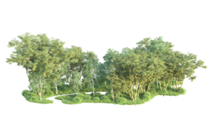 Tropical forest isolated on transparent background. 3d rendering - illustration png