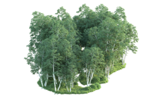 tropical forêt isolé sur transparent Contexte. 3d le rendu - illustration png