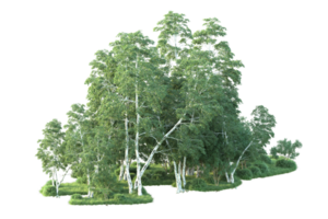 tropisk skog isolerat på transparent bakgrund. 3d tolkning - illustration png