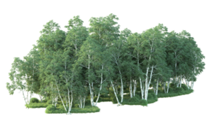 tropisk skog isolerat på transparent bakgrund. 3d tolkning - illustration png