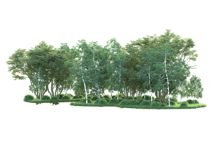 Tropical forest isolated on transparent background. 3d rendering - illustration png