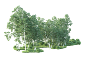 tropical forêt isolé sur transparent Contexte. 3d le rendu - illustration png