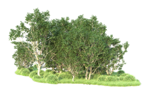 Tropical forest isolated on transparent background. 3d rendering - illustration png