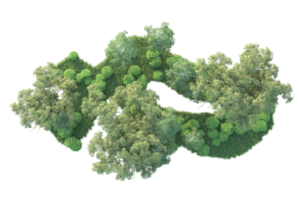 Tropical forest isolated on transparent background. 3d rendering - illustration png