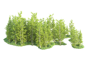 tropisch Wald isoliert auf transparent Hintergrund. 3d Rendern - - Illustration png