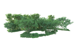 Tropical forest isolated on transparent background. 3d rendering - illustration png