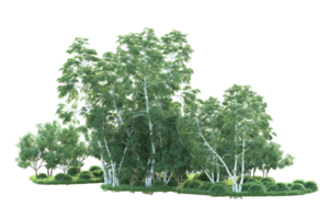 Tropical forest isolated on transparent background. 3d rendering - illustration png