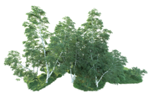 tropisch Wald isoliert auf transparent Hintergrund. 3d Rendern - - Illustration png