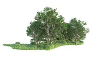 Tropical forest isolated on transparent background. 3d rendering - illustration png