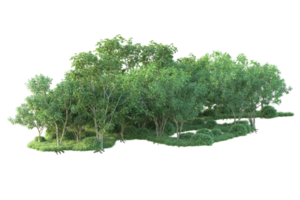 Tropical forest isolated on transparent background. 3d rendering - illustration png