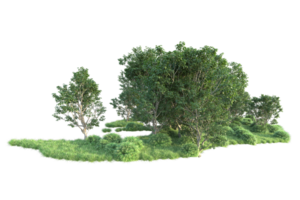 Tropical forest isolated on transparent background. 3d rendering - illustration png