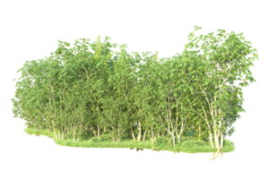 Tropical forest isolated on transparent background. 3d rendering - illustration png