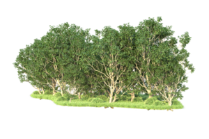 Tropical forest isolated on transparent background. 3d rendering - illustration png