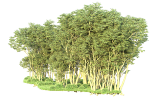 tropisch Wald isoliert auf transparent Hintergrund. 3d Rendern - - Illustration png