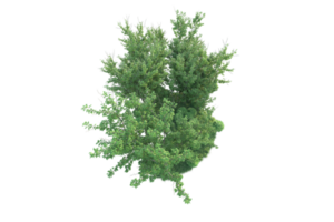 Tropical forest isolated on transparent background. 3d rendering - illustration png
