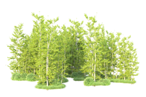 tropisch Wald isoliert auf transparent Hintergrund. 3d Rendern - - Illustration png