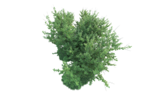 Tropical forest isolated on transparent background. 3d rendering - illustration png